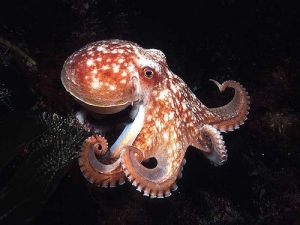 interesting-facts-about-octopus-for-kids